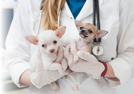 獣医師による予防と健康診断